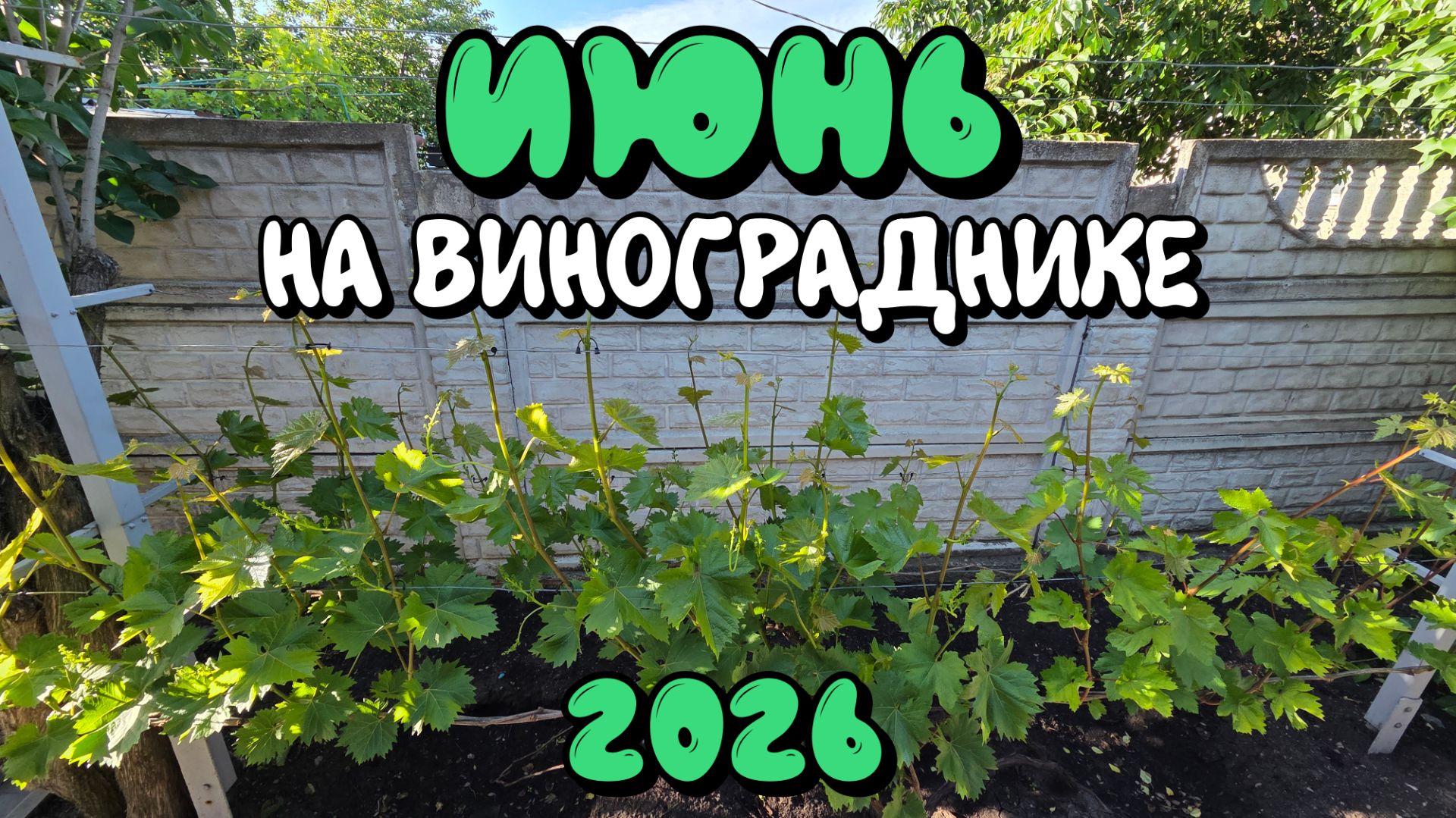 ИЮНЬ 2026 на винограднике. смотреть онлайн