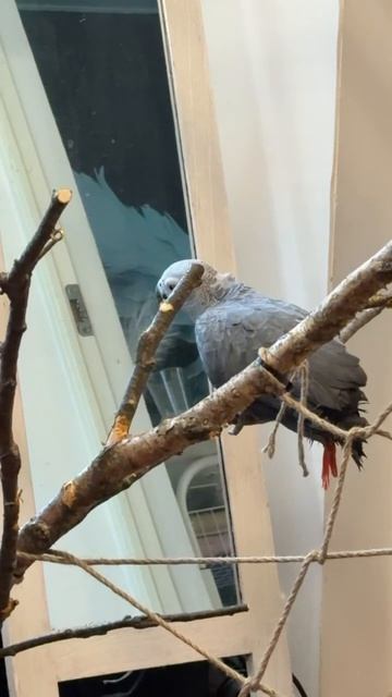 03-06-2026. Попугай 🦜 Жако. смотреть онлайн