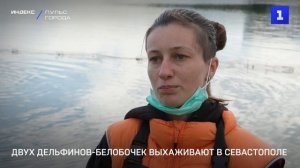 Двух дельфинов-белобочек выхаживают в Севастополе