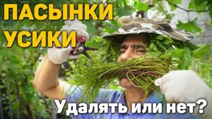 Пасынки, усики на винограде - Удалять или нет? (11.06.2025) (Видеоблог Давида Алверцяна)