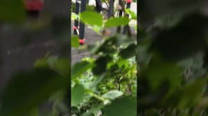 Зверокрыс часть,1