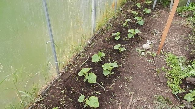Подвязка огурцов с прополкой
