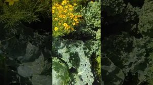 Не просто капустная грядка, а клумба