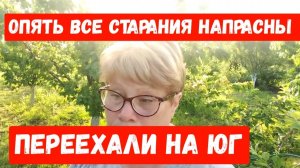 272🏡Зря старалась/Вроде помогло/Едим свои овощи/Спасаем черешню