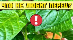 5 ОШИБОК при выращивании перца. Что не любят перцы!