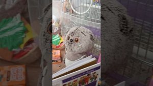 Басики утром