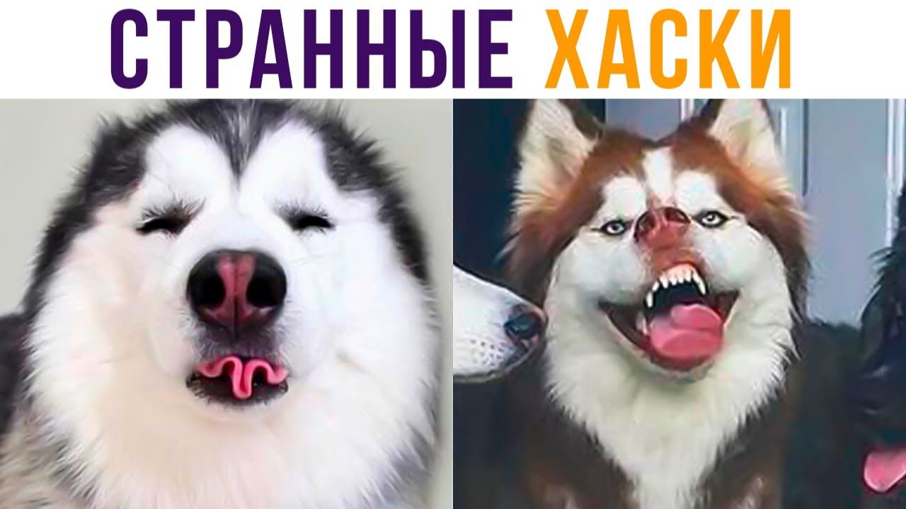 СТРАННЫЕ ХАСКИ)) Приколы смотреть онлайн