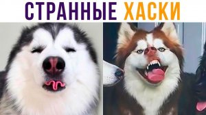 СТРАННЫЕ ХАСКИ)) Приколы