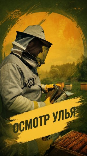 Осмотр улья
