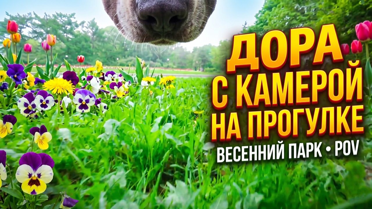 Весенний драйв Дора и камера