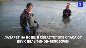 Лазарет на воде: в Севастополе спасают двух дельфинов-белобочек