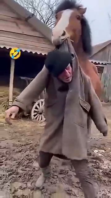 Хороший конь в беде не оставит прикол юмор смех Shorts [get.gt]
