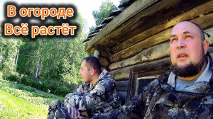 Рассада взялась в рост не смотря на холода,обрабатываю участок
