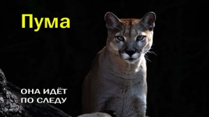 🙀 ОНА ИДЁТ ПО СЛЕДУ… 👀ЧЕГО ТЫ НЕ ЗНАЛ О ПУМЕ 🔴