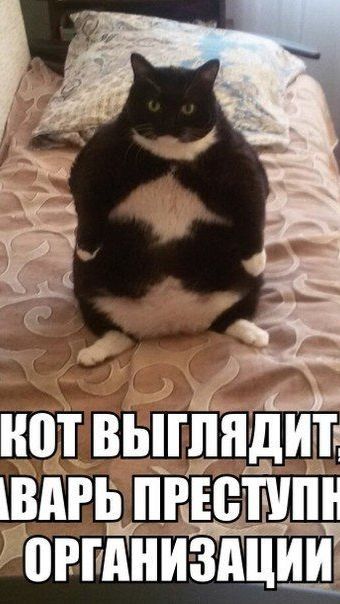 Созданы с большой любовью и вниманием к братьям нашим меньшим и их потребностям🐾