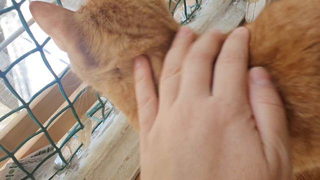 КОШКА МИССИ смотреть онлайн