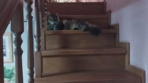 Получила на ВБ бордюр и поставила. Помощники рядом.