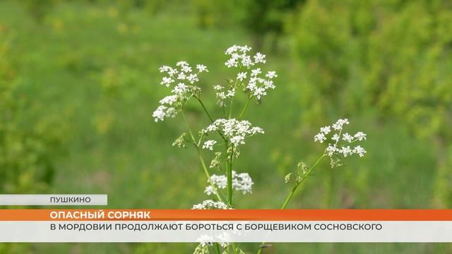 В Мордовии продолжают бороться с борщевиком Сосновского