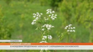 В Мордовии продолжают бороться с борщевиком Сосновского