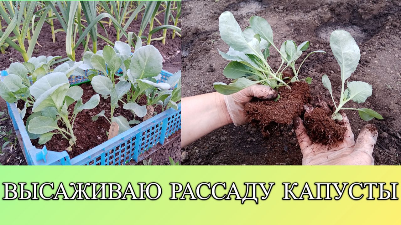 ВЫСАЖИВАЮ РАССАДУ КАПУСТЫ.
