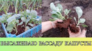 ВЫСАЖИВАЮ РАССАДУ КАПУСТЫ.
