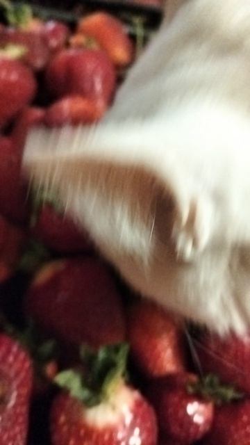 Мой кот ест клубнику 🤯