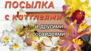 Две посылки ОРХИДЕЙ от ДРУЗЕЙ❣️новые представители пополнили мой зеленый мир.