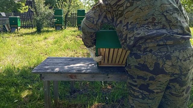 Отбор весеннего меда 3 июня 2026 года...