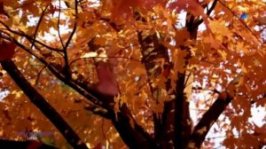 LOVE Letter (beautiful romantic piano music)