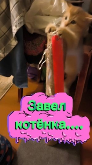 Завел котёнка...