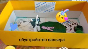 обустройство вальера для щенков
