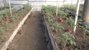 Уникальныи способ выращивания ранних помидоров в теплице.