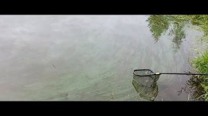 Светлые Горы Карп5 03.06.2026г