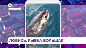 Восторг на грани истерики: гигантский тунец зашел в Залив Петра Великого