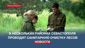 В нескольких районах Севастополя проводят санитарную очистку лесов