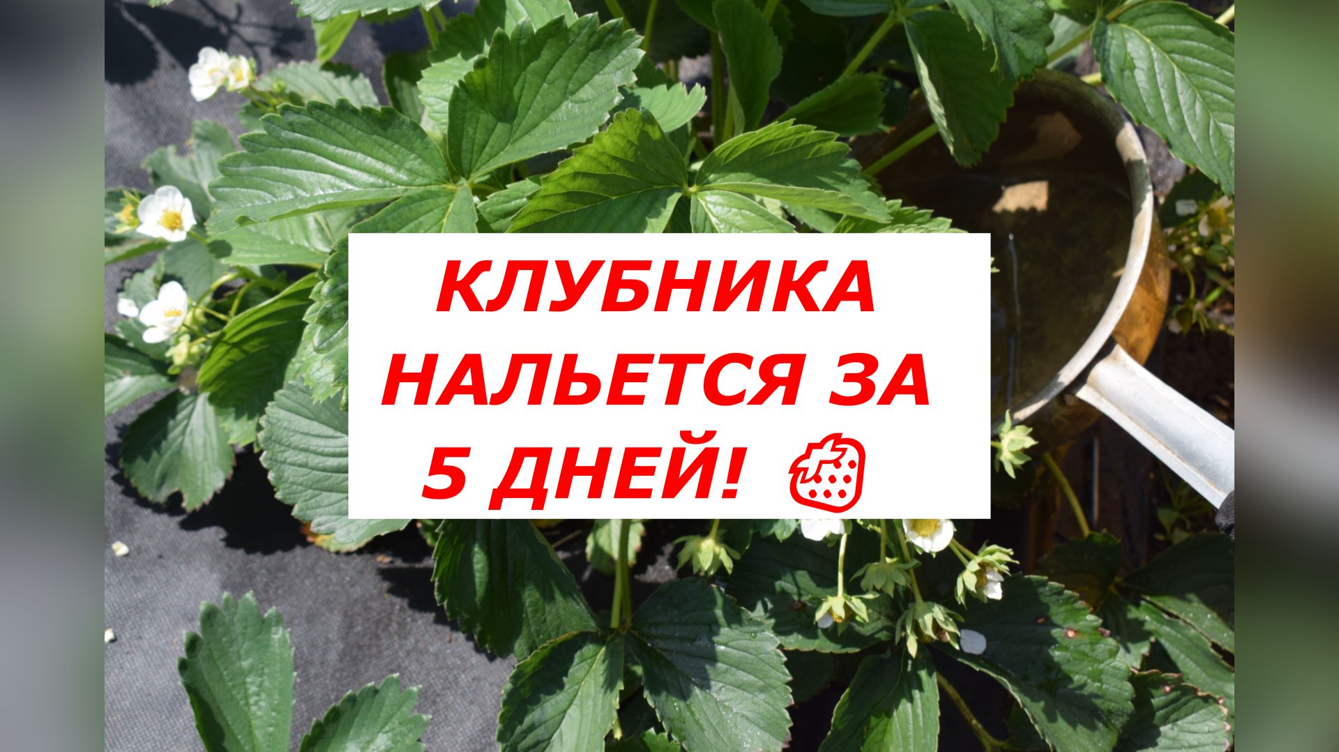 Как ускорить налив клубники в начале июня? Секретная схема для крупных и сладких ягод!