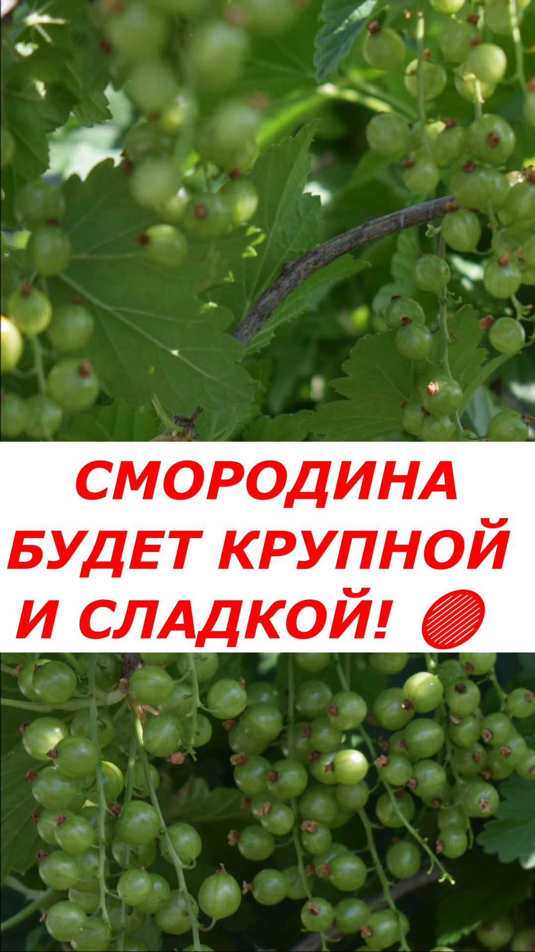 Красная смородина будет размером с вишню! Подкормка в июне 🔴