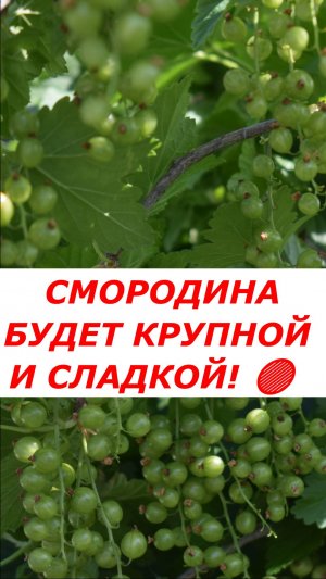 Красная смородина будет размером с вишню! Подкормка в июне 🔴