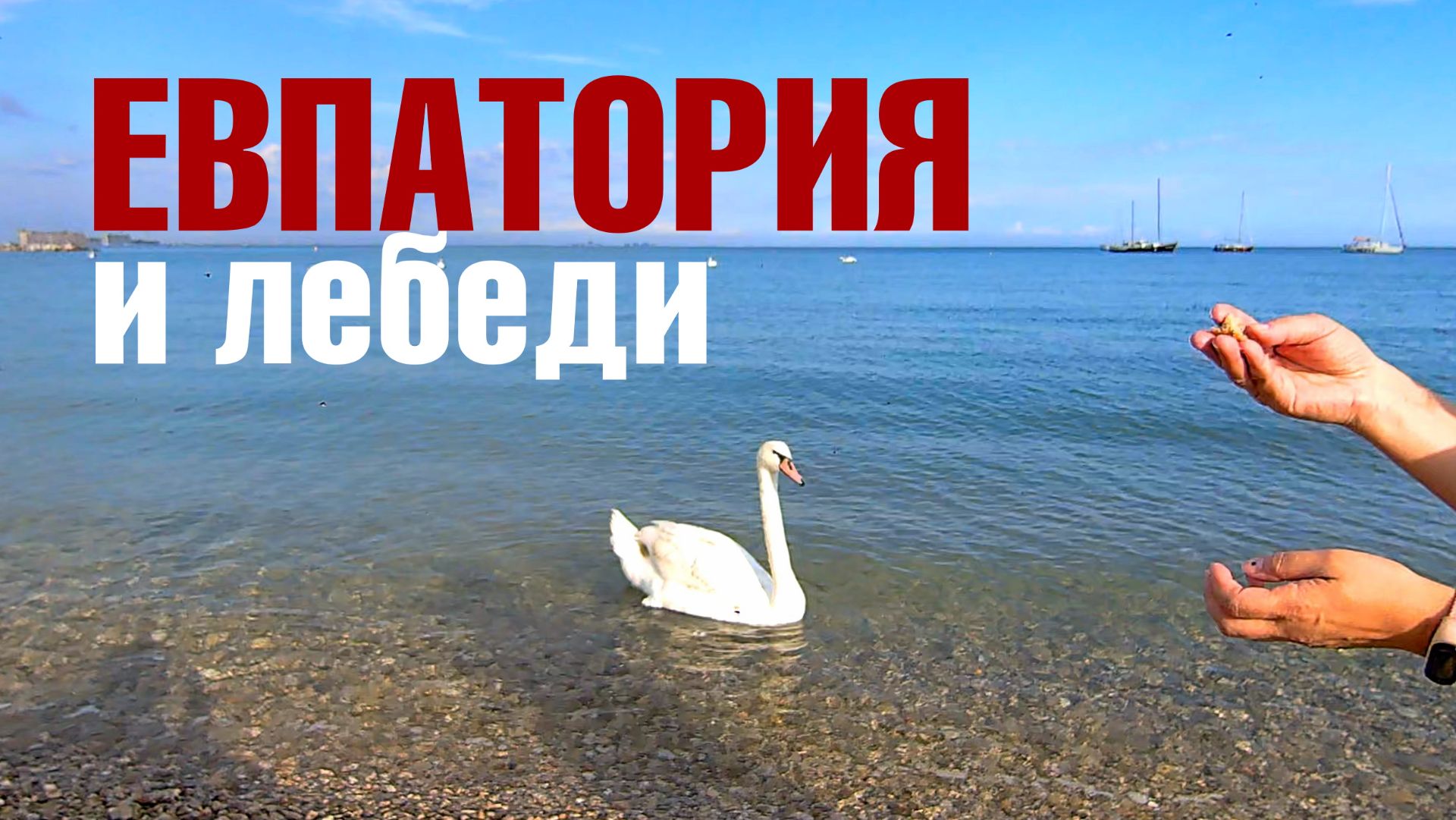ЕВПАТОРИЯ. День 1-й. Котики, рыбаки и лебеди. #57