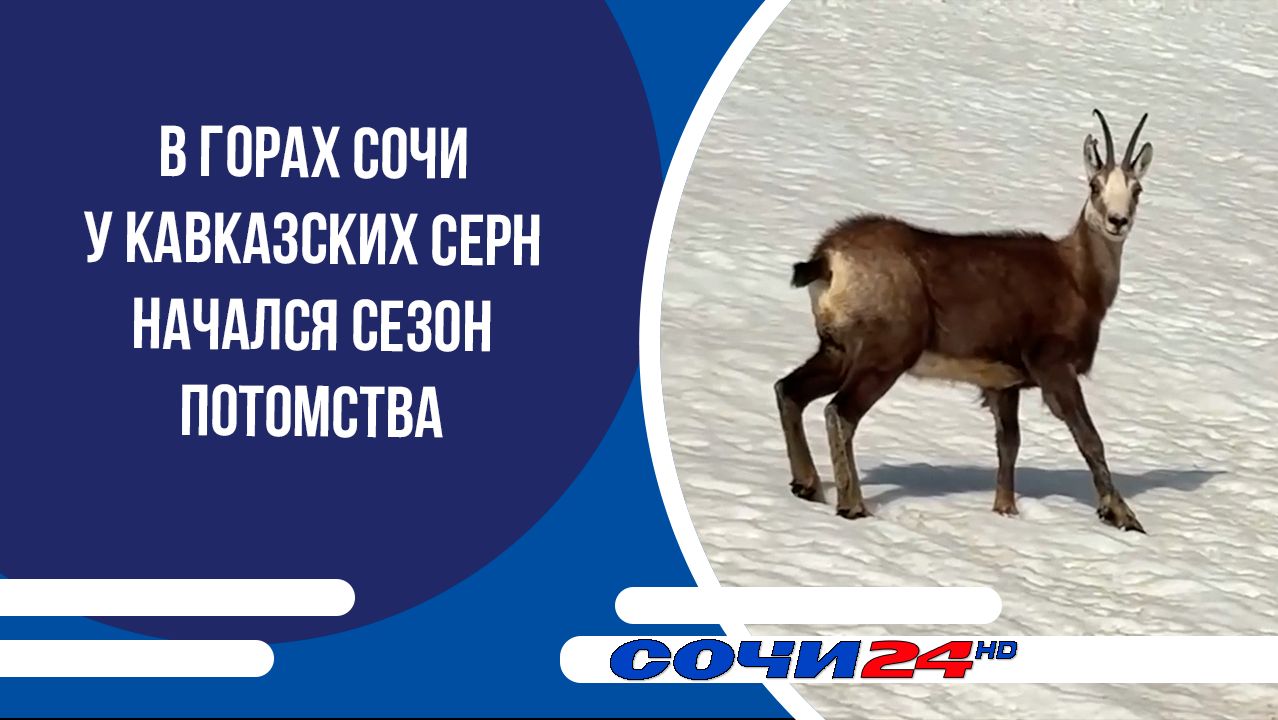 В горах Сочи у кавказских серн начался сезон потомства смотреть онлайн