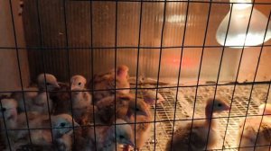Коровка на прогулке 🐂 ГОЛОШЕЙКАМ- больше места 🐥