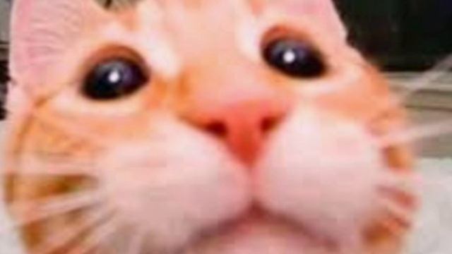 Cats! смотреть онлайн