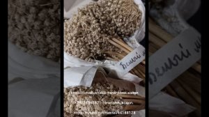Лук шалот семейный-30 сортов, 3-ролик на тему шалоты❗