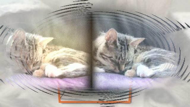 Кот-обормот