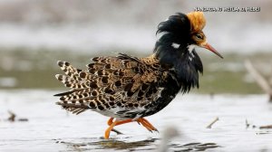 🦚Яркий гость: в китайском заповеднике впервые заметили турухтана