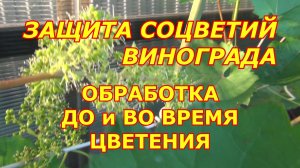 Защита соцветий винограда. Обработка  до и при  цветении