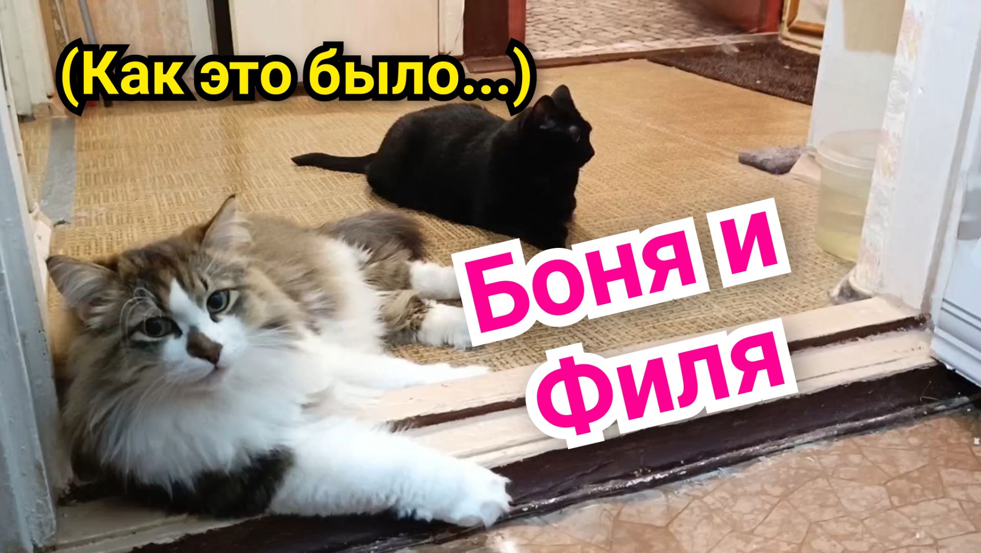 Кошка Боня и кот Филя.