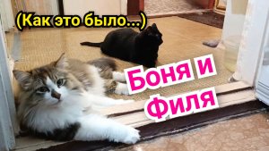 Кошка Боня и кот Филя.
