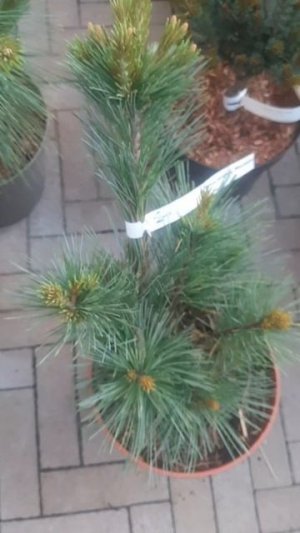 ❤🌲Сосна Веймутова Макопин 
✔Продажа растений в макс и телеграм канале: https://t.me/love_is_hvoiny_d