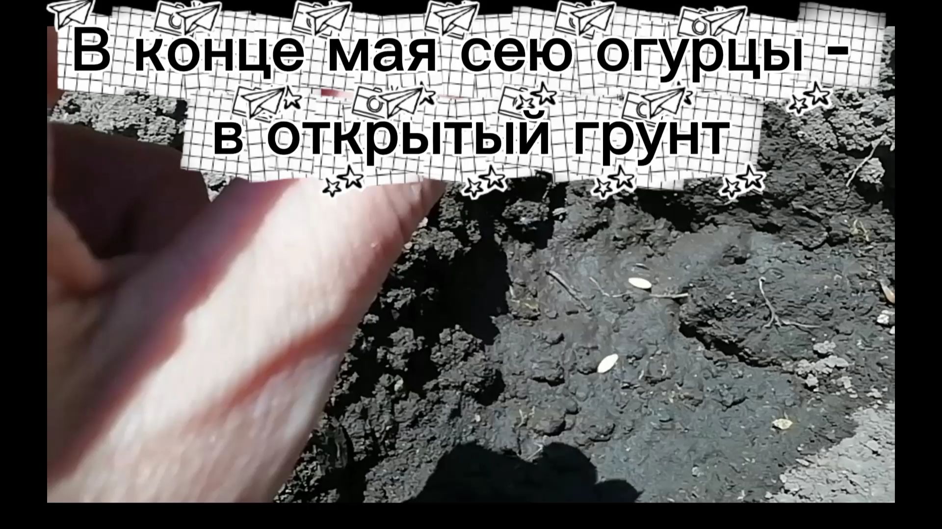 Огурцы сею в открытый грунт в конце мая